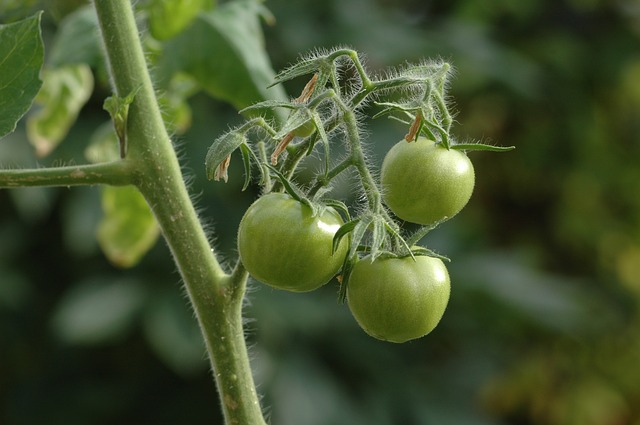 zelená rajčata
