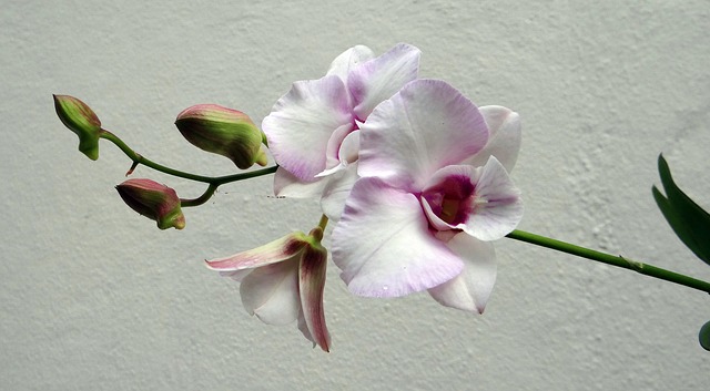 fialová orchidej